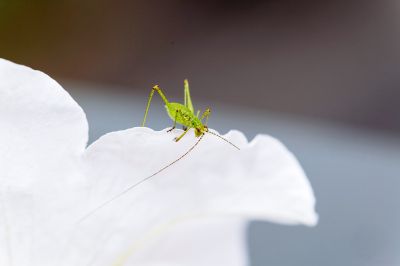Macrophotographie
